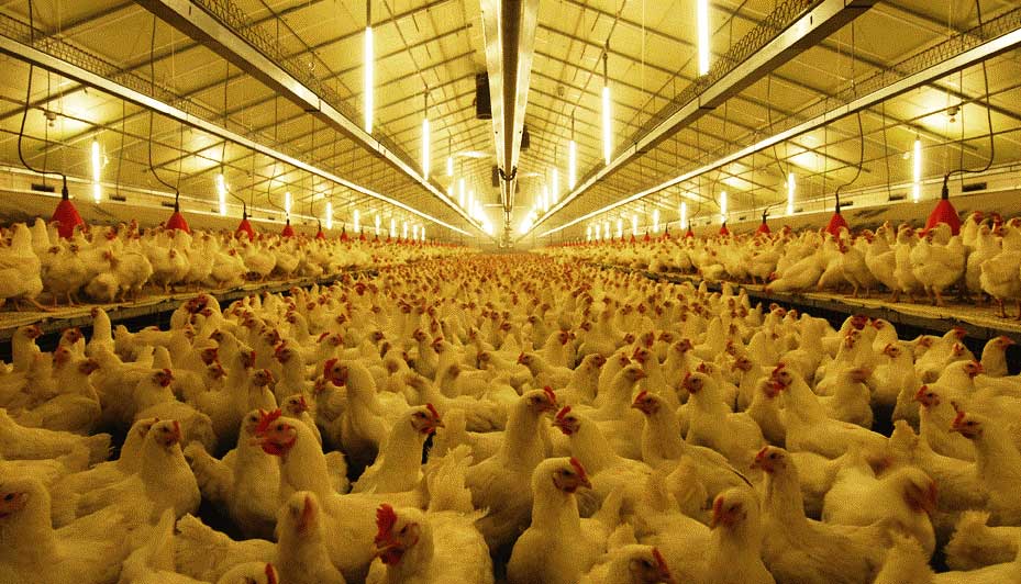 کاهش هزینه ها در سالن مرغداری شمال و جنوب کشور با عایق پاششی پلی یورتان